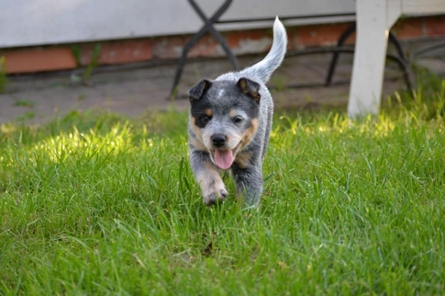 HARLEY DAVIDSON - male - 7 weeks old